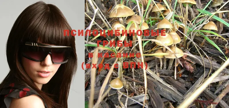 Псилоцибиновые грибы Psilocybe  Биробиджан 